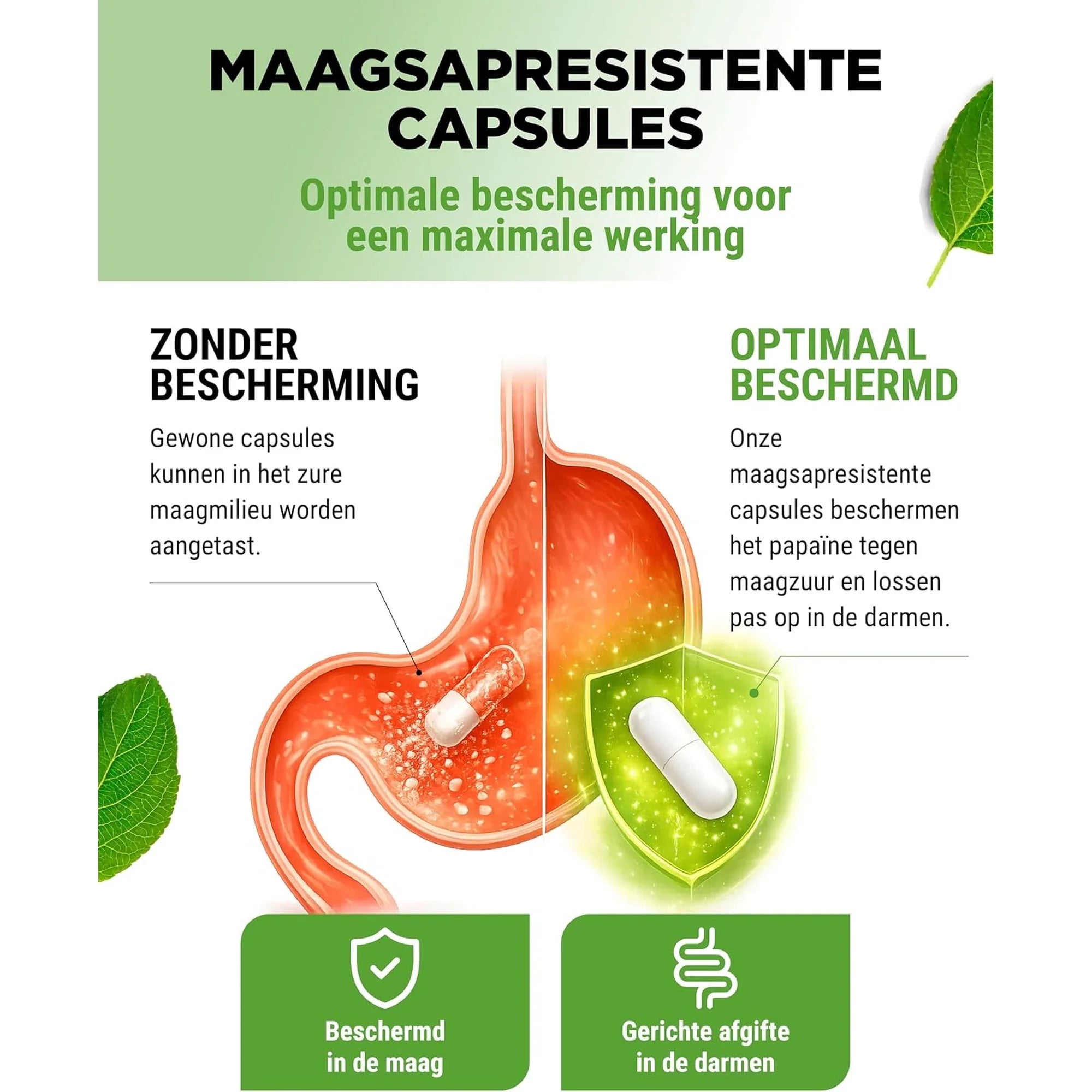 Les gélules gastro-résistantes protègent la papaïne jusque dans l'intestin